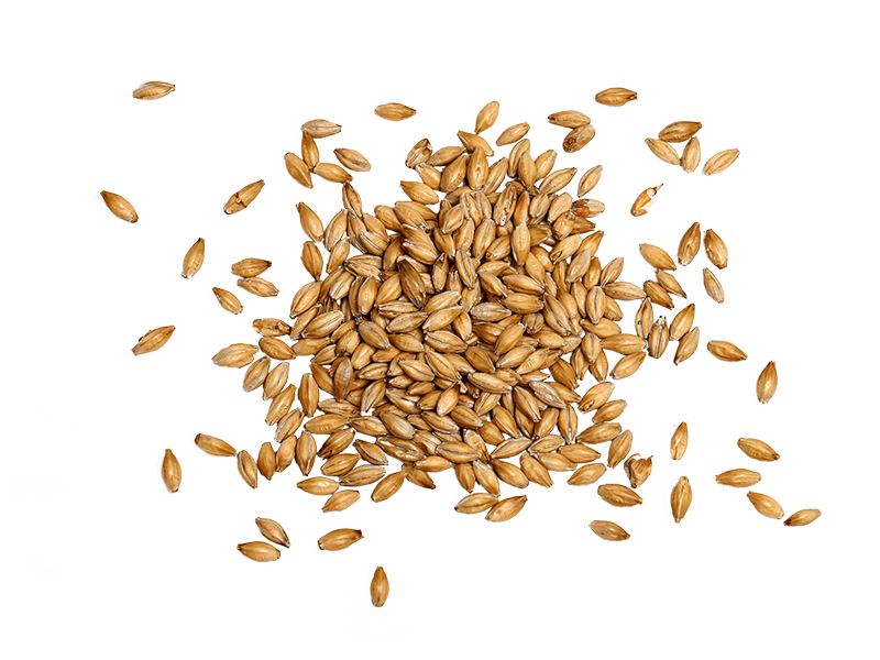 Pile of Raw Barley
